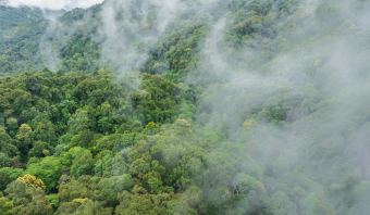 Créditos de carbono na cadeia da madeira: o que são e por que estão ganhando importância