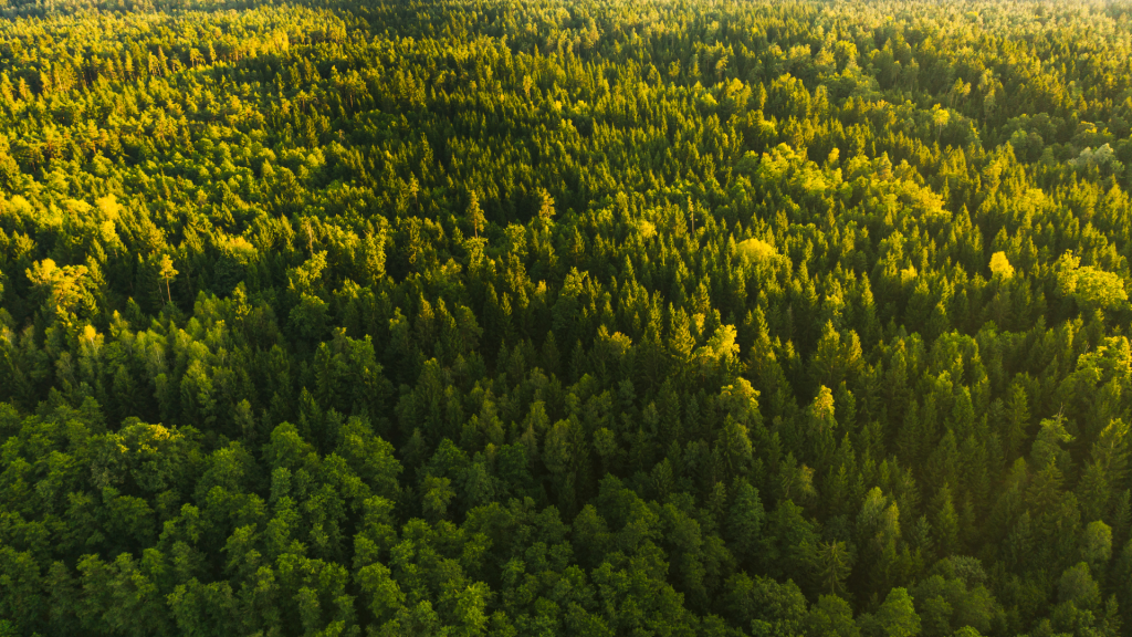 Por que o Brasil se tornou referência no mercado global de madeira