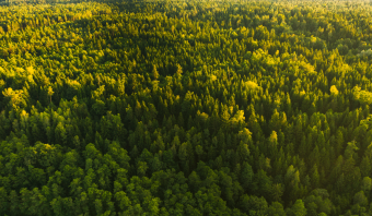 Por que o Brasil se tornou referência no mercado global de madeira