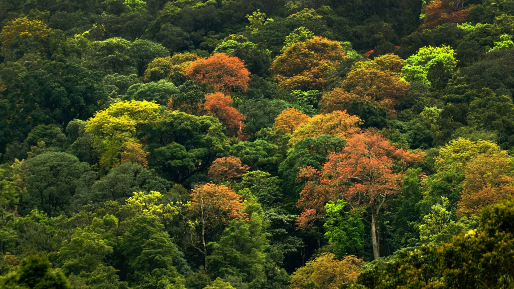 Conheça os países com maior área florestal do mundo e o papel estratégico do Brasil