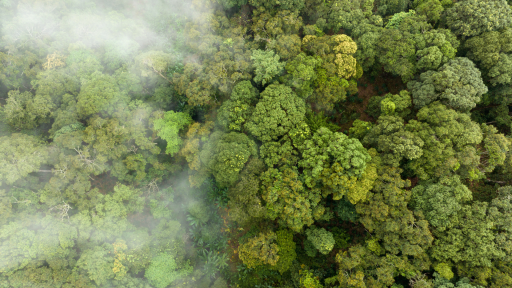 Quanto carbono uma floresta plantada consegue armazenar?