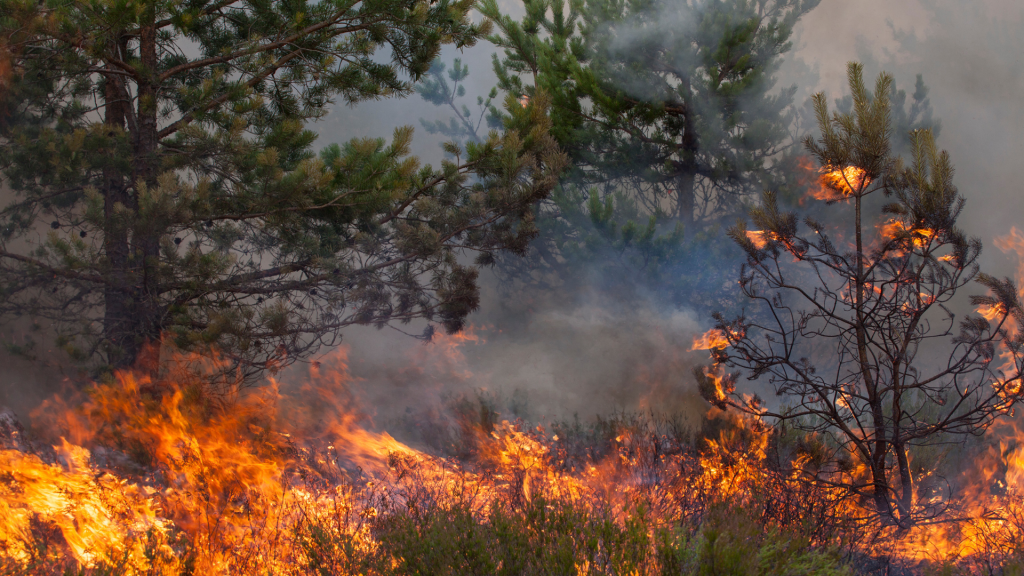 Incêndios florestais no Brasil: prevenção, riscos e desafios