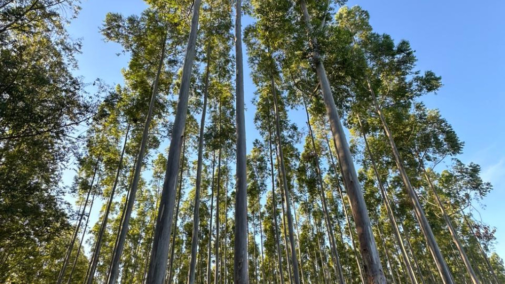 WoodFlow já viabilizou mais de 900 processos de exportação de madeira