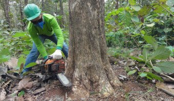 Teak Logs