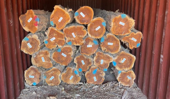 Teak Logs (22-24 Years Old)