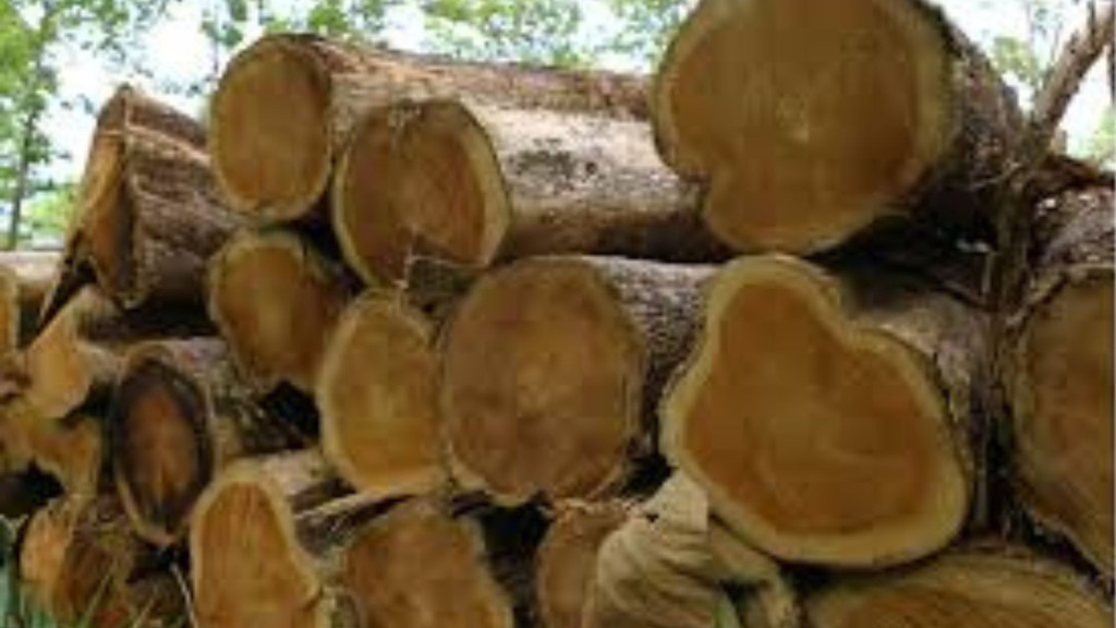 Madeira Teca em toras